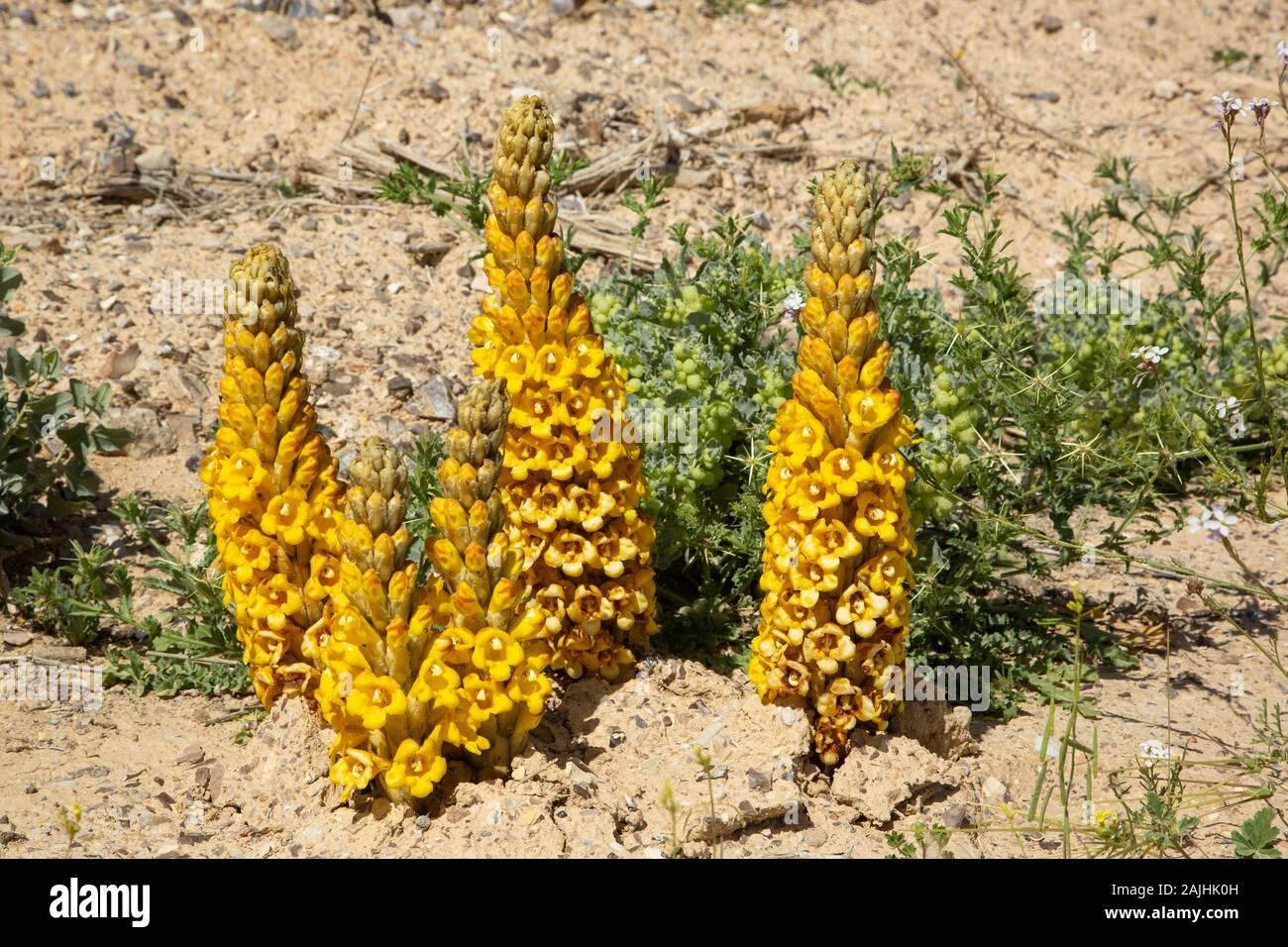 cistanche-cistanche-tubulosa-parasitize-desert-plants-2AJHK0H.jpg