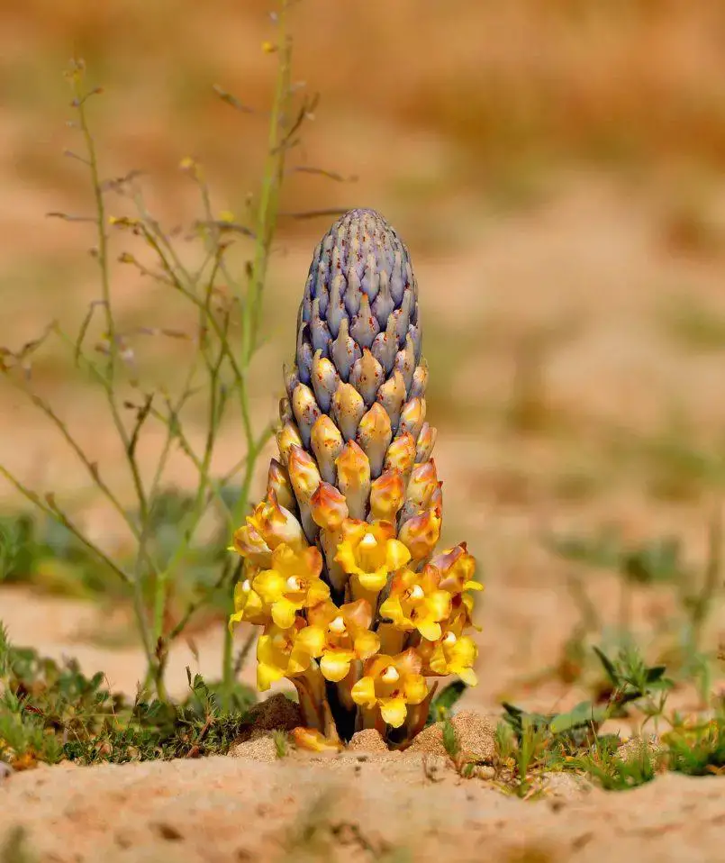 cistanche-tubulosa-805x958.jpg