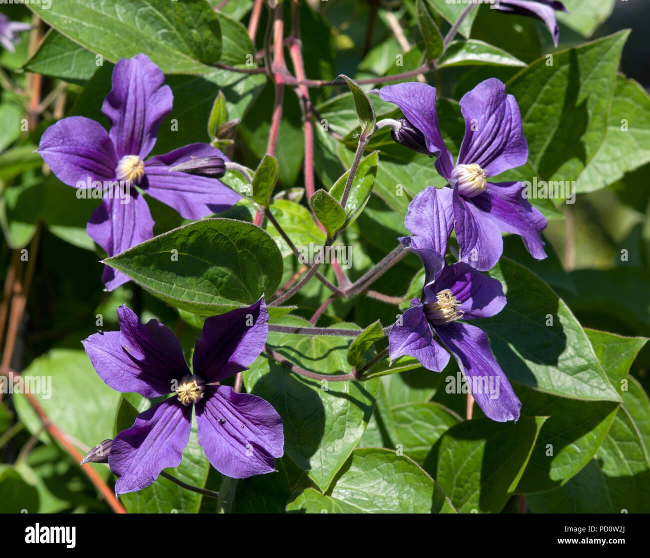 clematis-durandii-PD0W2J.jpg