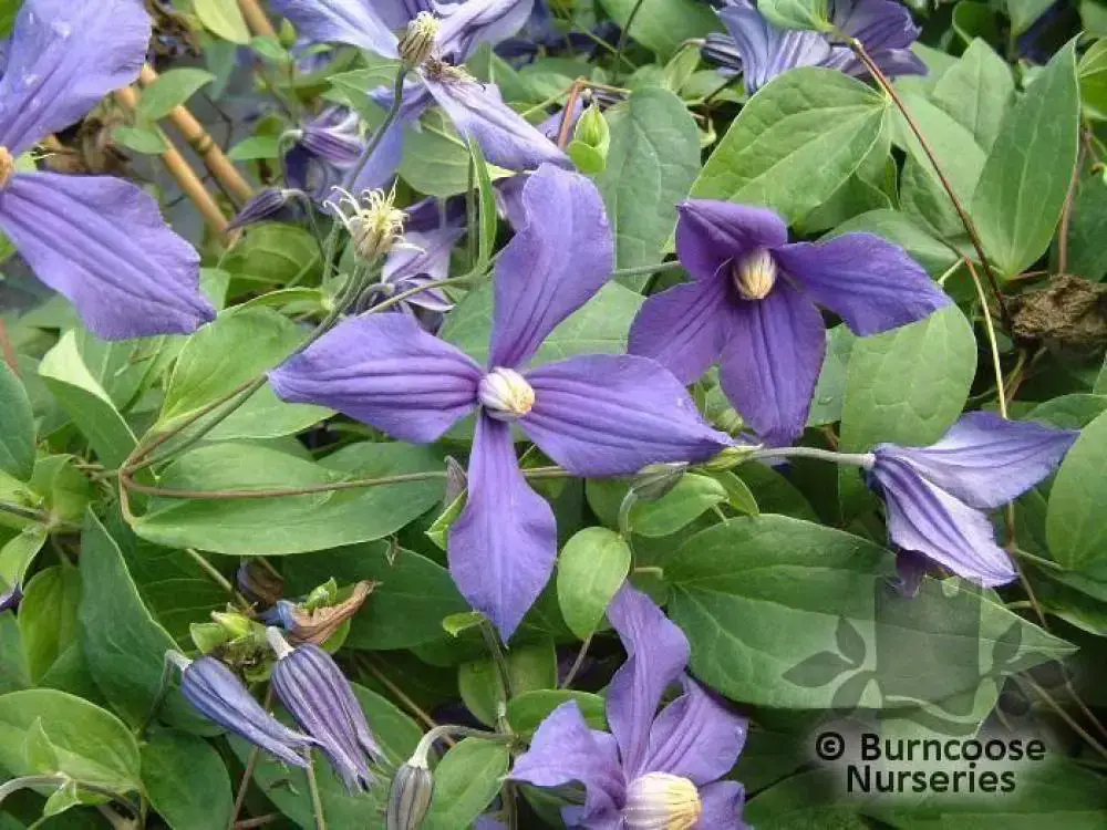 clematis-durandii.jpg