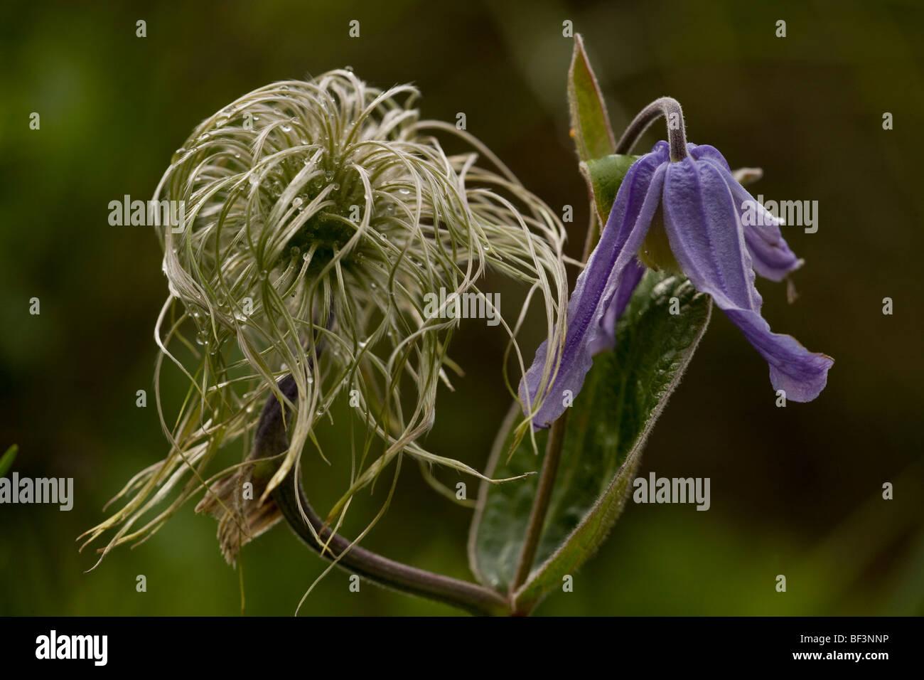 clematis-integrifolia-in-flower-and-fruit-BF3NNP.jpg