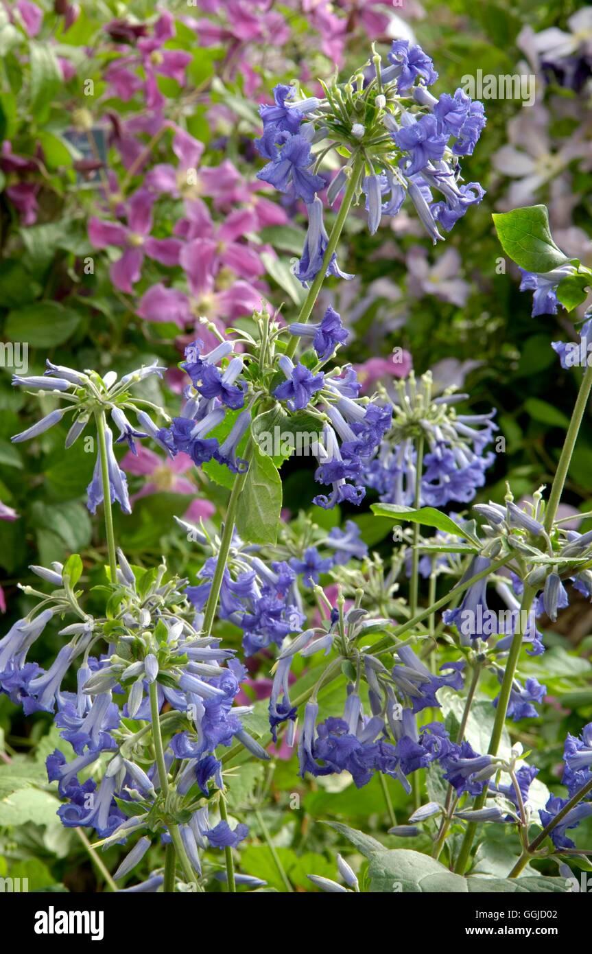 clematis-tubulosa-c-heracleifolia-var-davidiana-miw250557-photosho-GGJD02.jpg