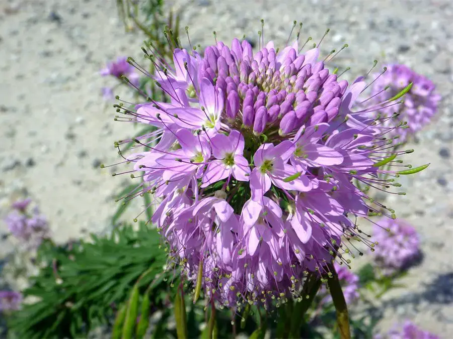 cleome-serrulata2.jpg