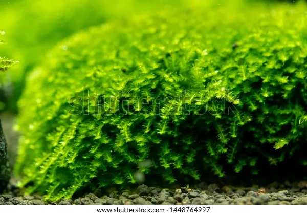 close-mini-pearl-moss-vesicularia-600w-1448764997.jpg