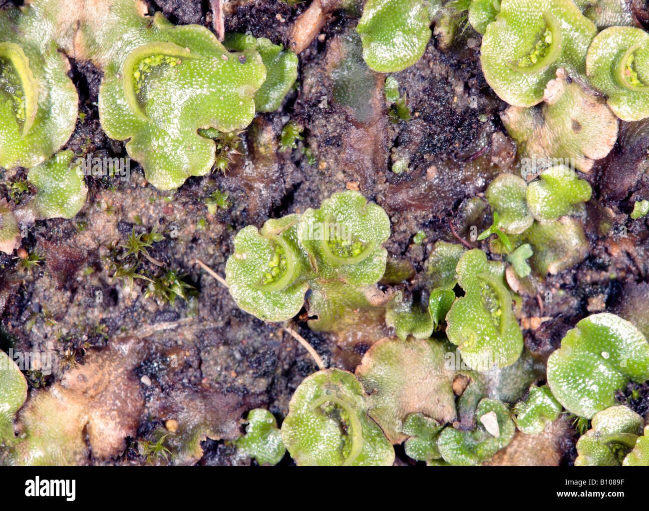 close-up-of-thallose-liverwort-interspersed-with-tortula-moss-showing-B1089F.jpg