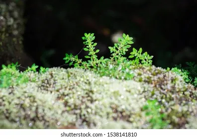 closeup-pilea-microphylla-liebm-plants-260nw-1538141810.jpg