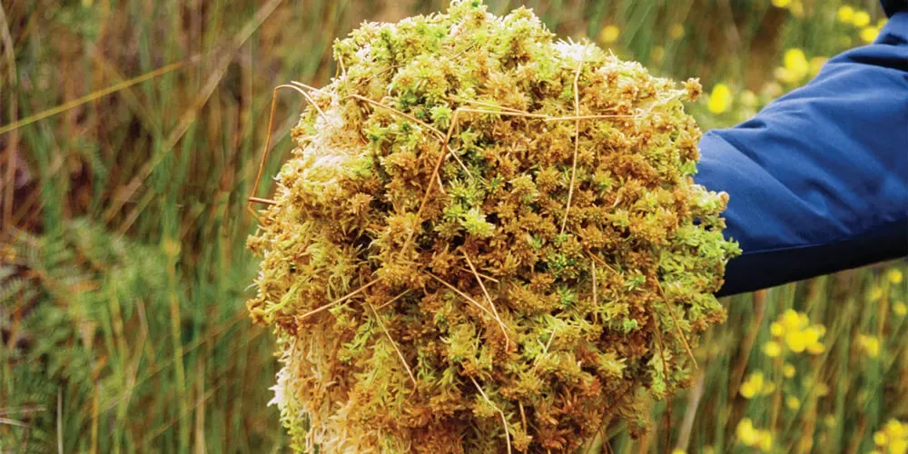 clump-of-moss_1000x500px.jpeg