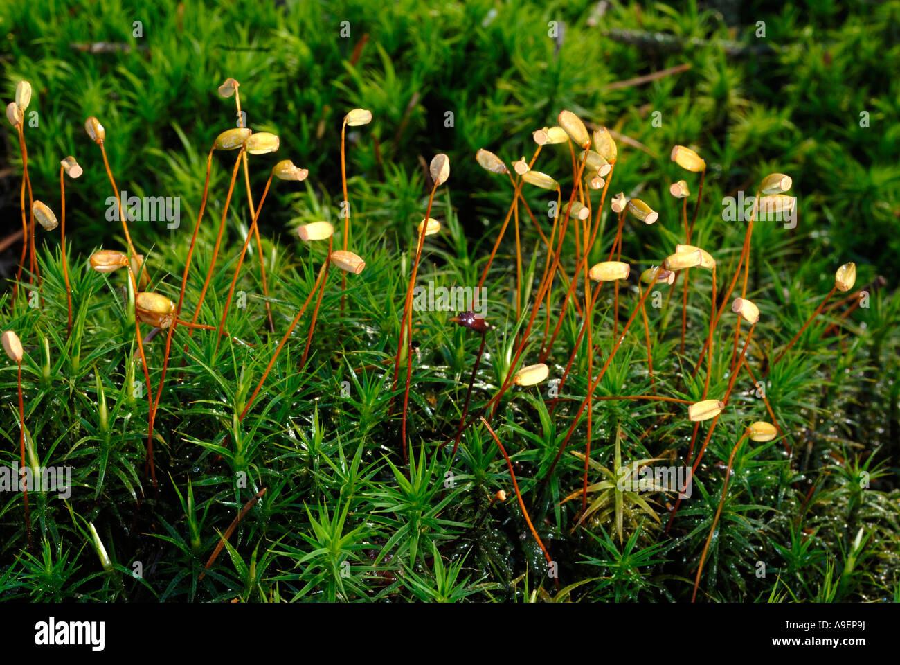 common-haircap-moss-common-hair-moss-polytrichum-commune-with-sporangia-A9EP9J.jpg