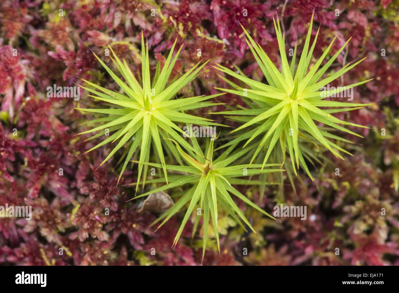 common-haircap-moss-muddus-np-lapland-sweden-EJA171.jpg