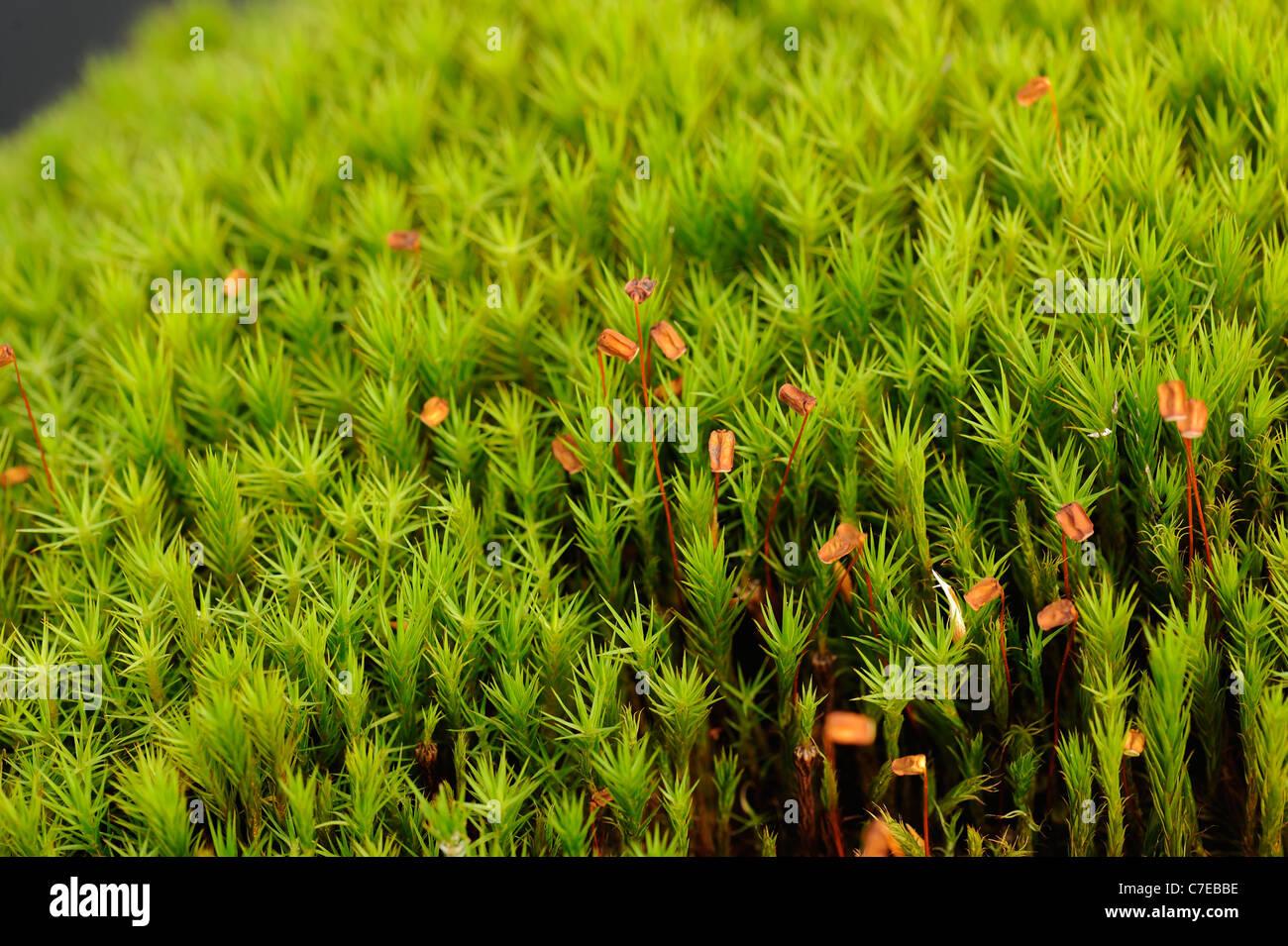 common-haircap-moss-polytrichum-commune-capsules-C7EBBE.jpg