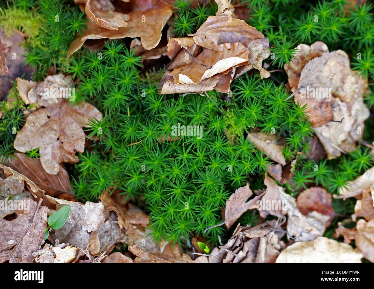 common-haircap-moss-polytrichum-commune-polytrichaceae-aka-common-DMYYWR.jpg