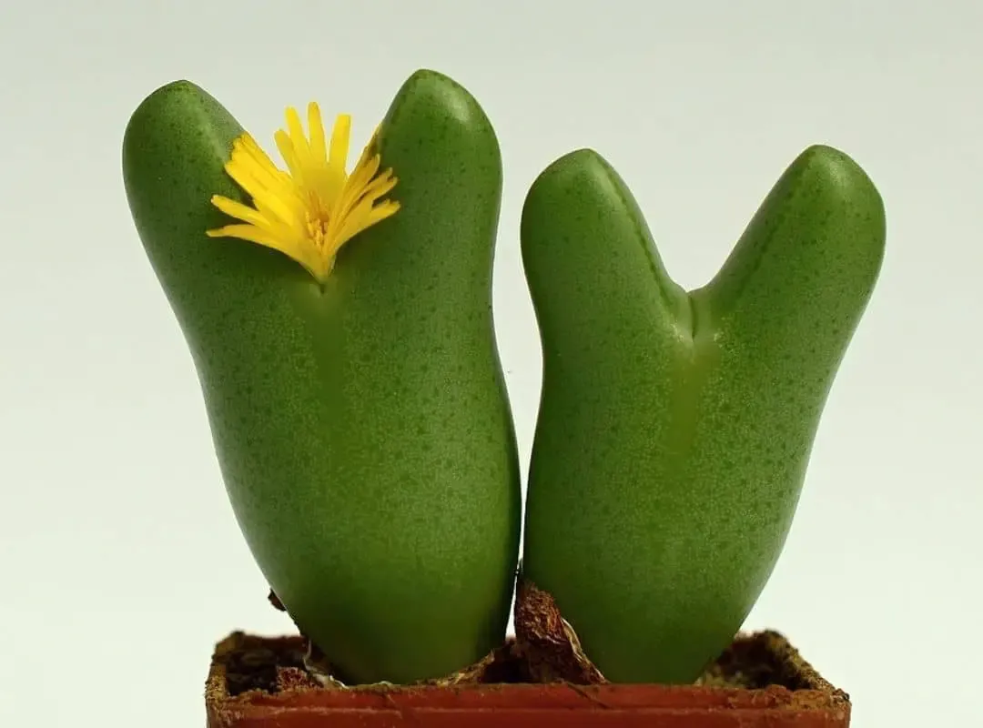 conophytum-bilobum-3-1.jpg