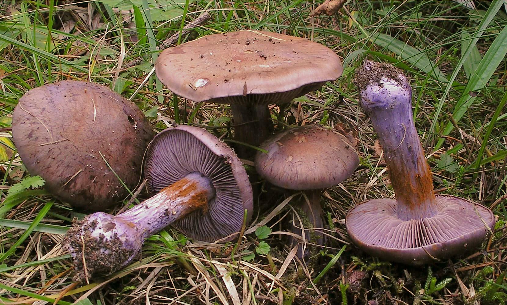 cortinarius-purpurascens-1.jpg