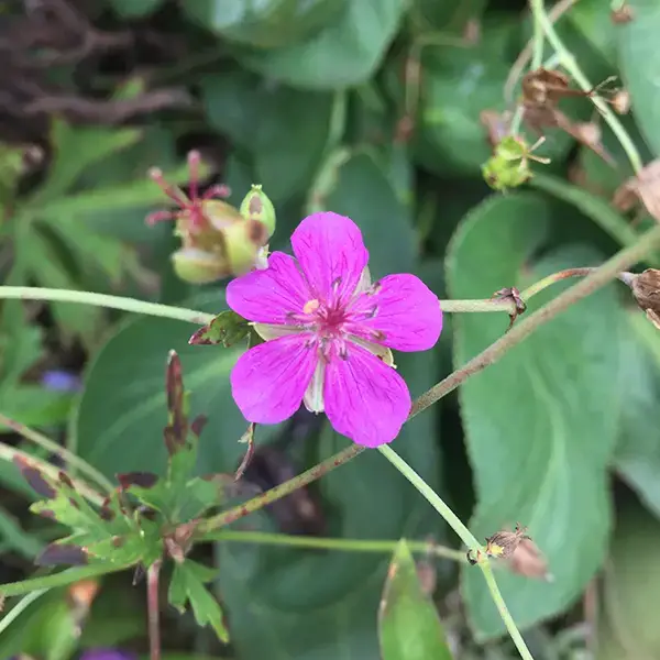 cranesbill-geranium-soboliferum-Lurie-Garden-9.2016.png