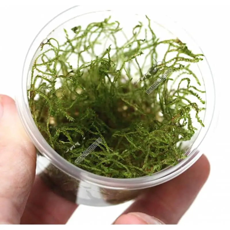 creeping-moss-in-vitro.jpg