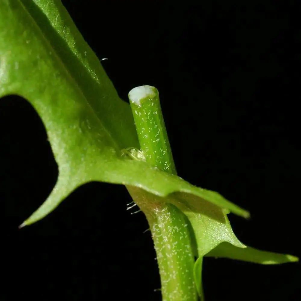 crepis-capillaris-st-blegler-c.jpg