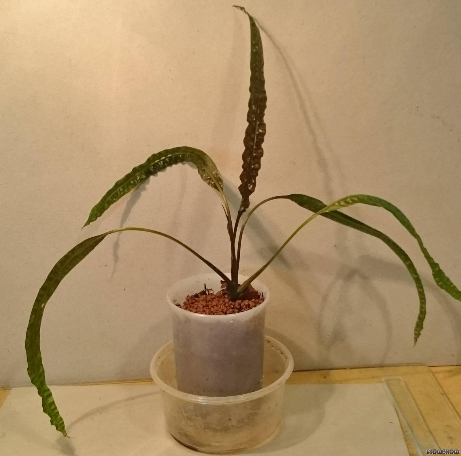 cryptocoryne-crispatula-var-balansae-56a63a5e77fde.jpg