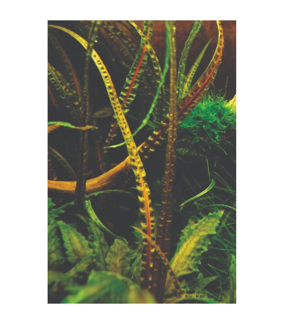 cryptocoryne-crispatula-var-balansae-bronce.jpg