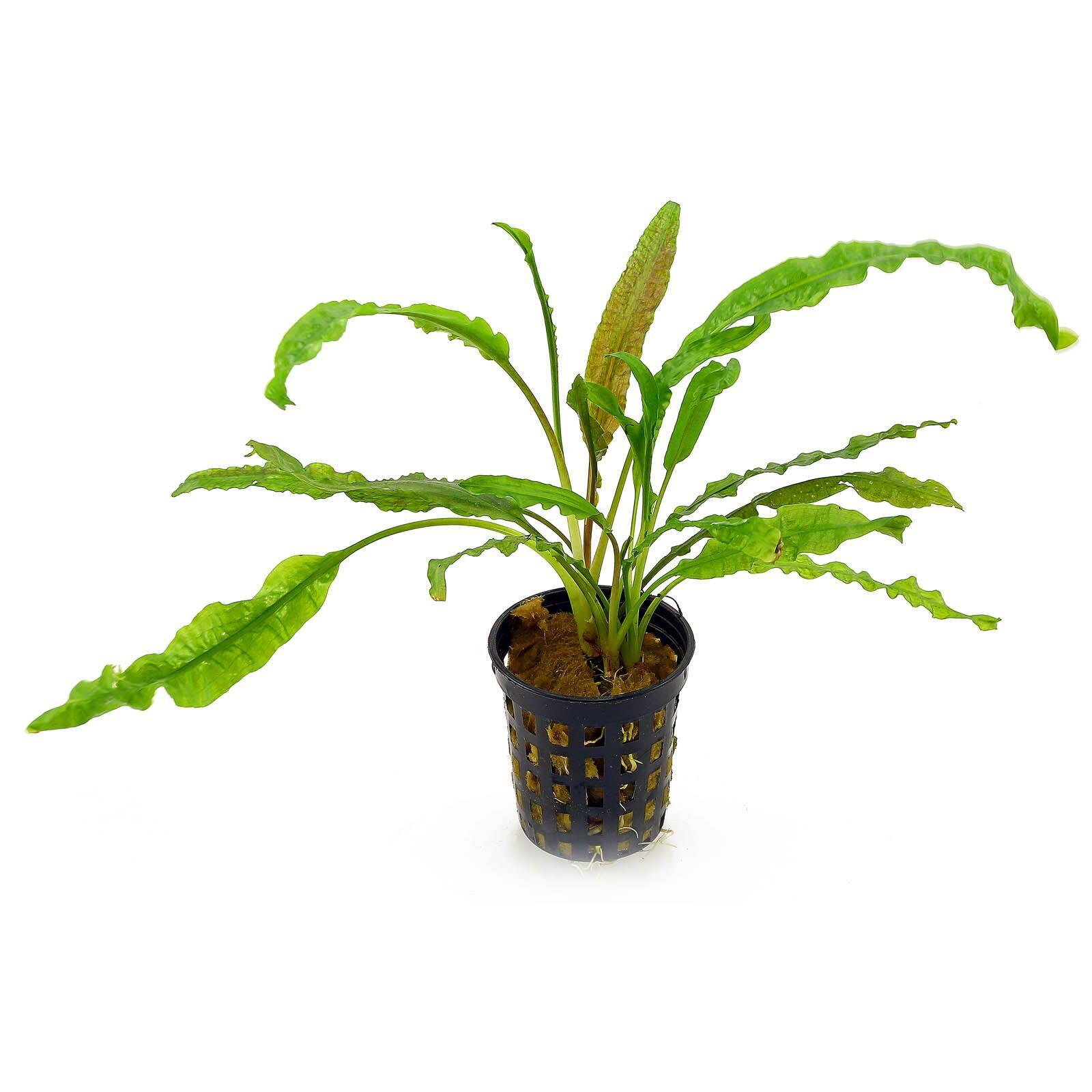 cryptocoryne-crispatula-var-balansae-topf.jpg