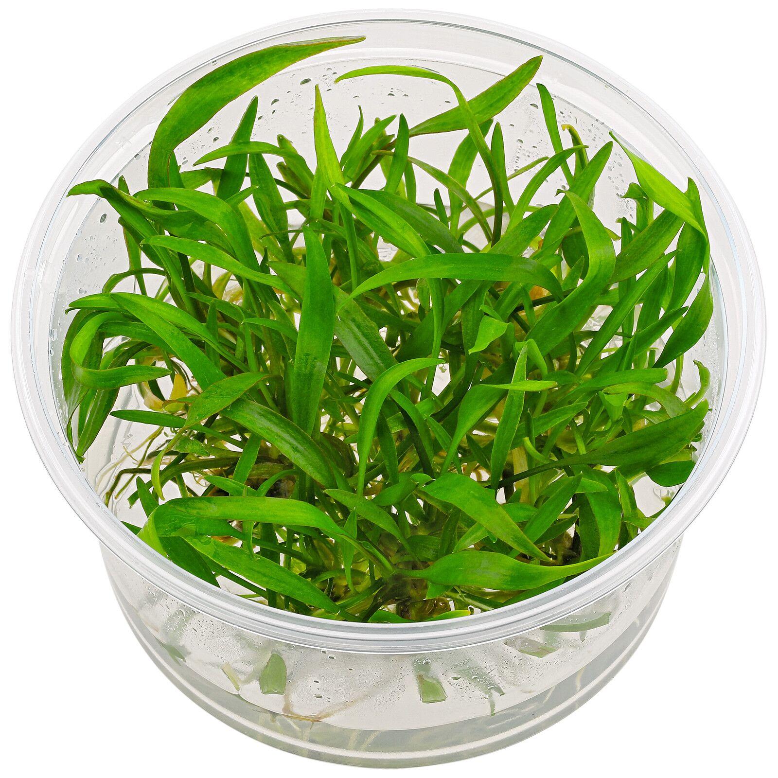 cryptocoryne-x-willisii-lucens-in-vitro-xl.jpg