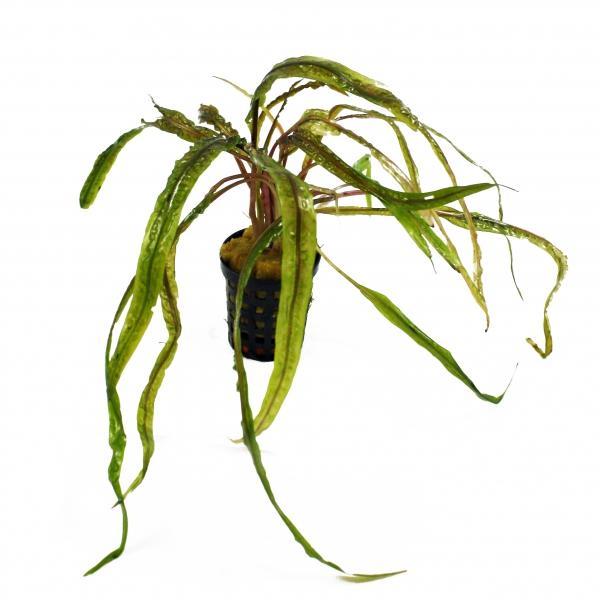 cryptocoryne_crispatula_balansae_topf.jpg