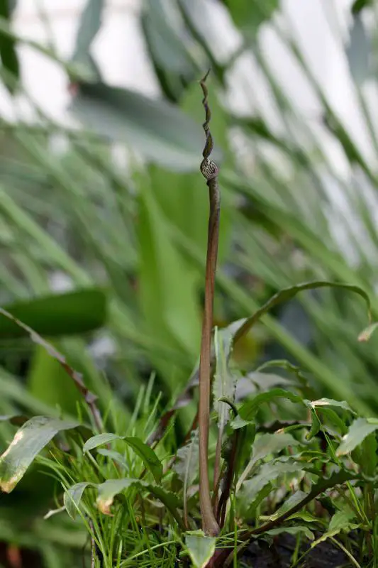 cryptocoryne_crispatula_var_20160322_1260112011.jpg