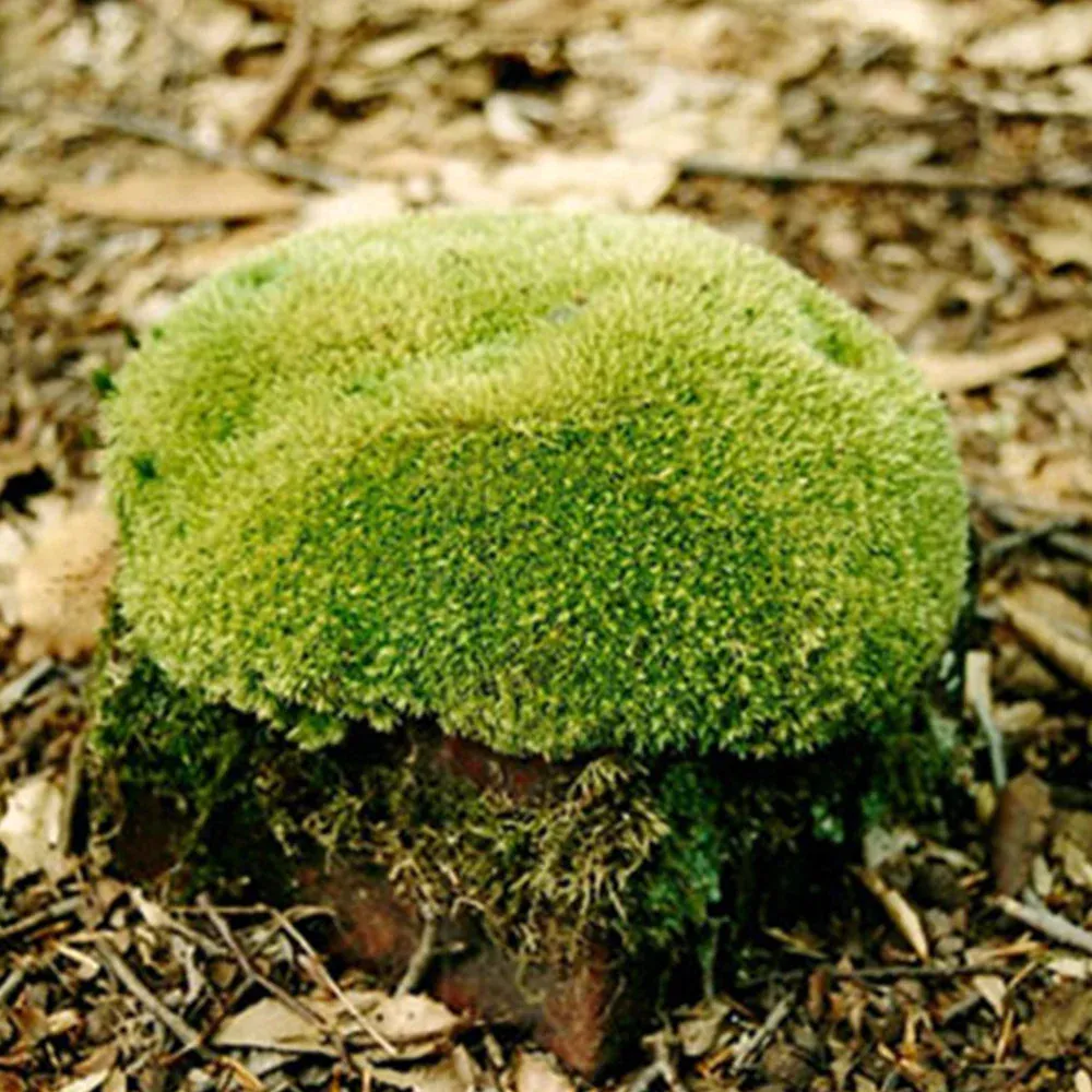 cushion-moss-clump-1000sq_1024x1024@2x.jpg