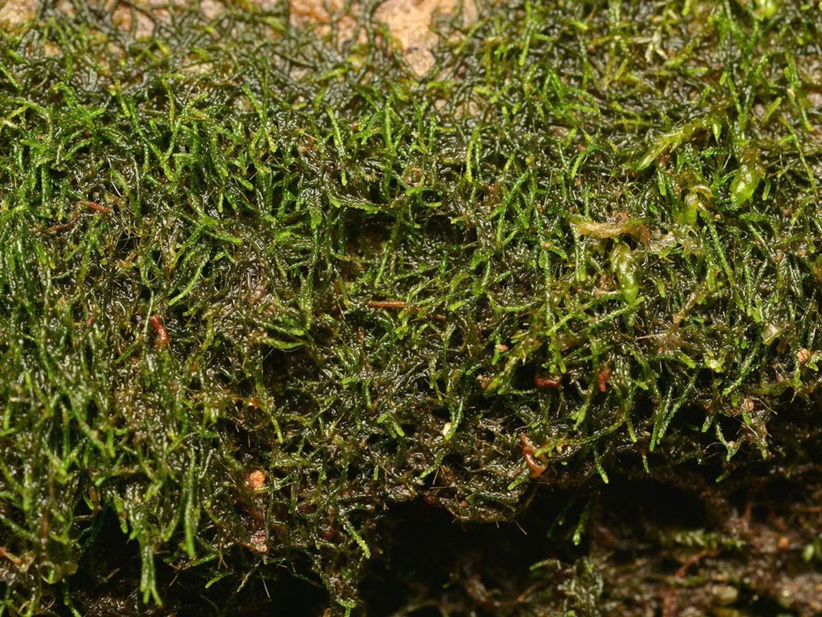 cylindrocolea_rhizantha.jpg