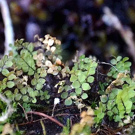 cyrtomnium_hymenophylloides1.jpg