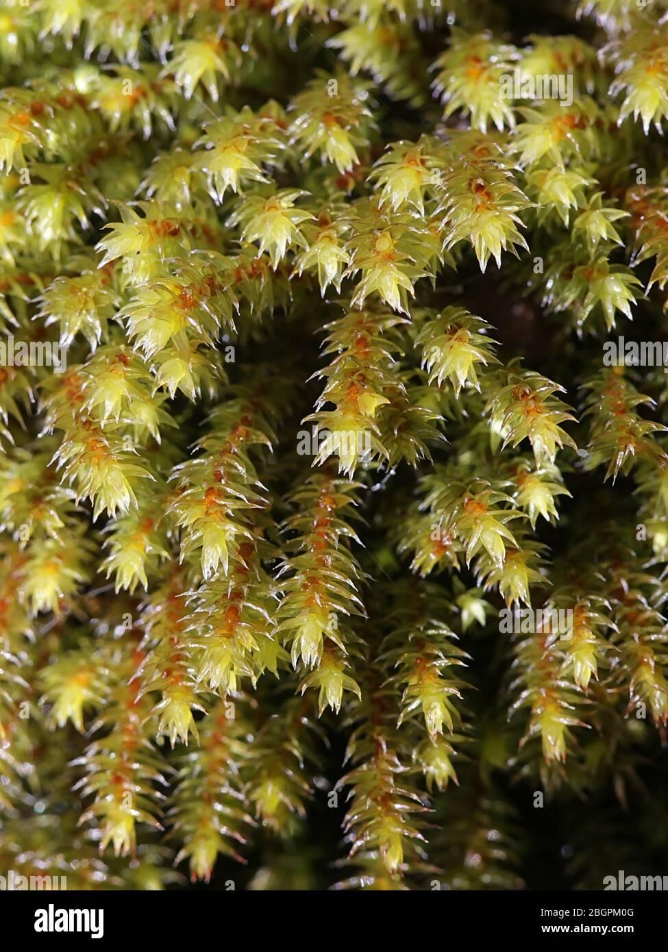 hedwigia-ciliata-known-as-fringed-hoar-moss-or-white-tipped-moss-hedwigia-ciliata-2BGPM0G.jpg