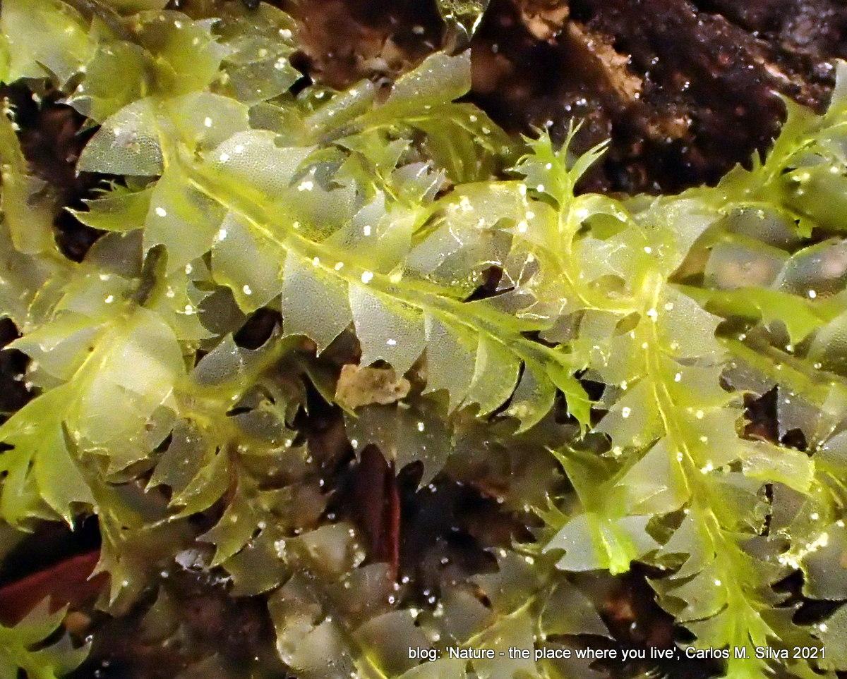 GEOCYCACEAE%2BLophocolea%2Bbidentata%2B%2528L.%2529%2BDumort.%2B%2528ID%2BNatureSpot%2529%255B2021%252CCasa%252Ccam.vicinal%2Bbou%25C3%25A7a%2B%2527Dias%2527-%2527Ar%25C3%25B5es%2527%255D_P4131789.JPG