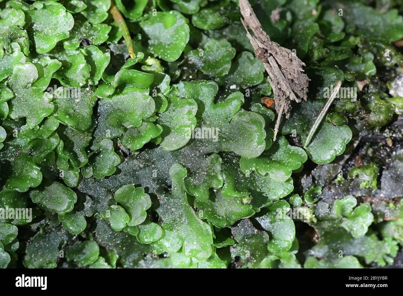 pellia-epiphylla-known-as-overleaf-pellia-or-common-pellia-a-species-of-thallose-liverwort-growing-on-a-forest-stream-in-finland-2BYJYBR.jpg