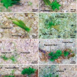 Protonemal-and-shoot-emergence-from-different-fragments-of-the-moss-Syntrichia-caninervis_Q320.jpg