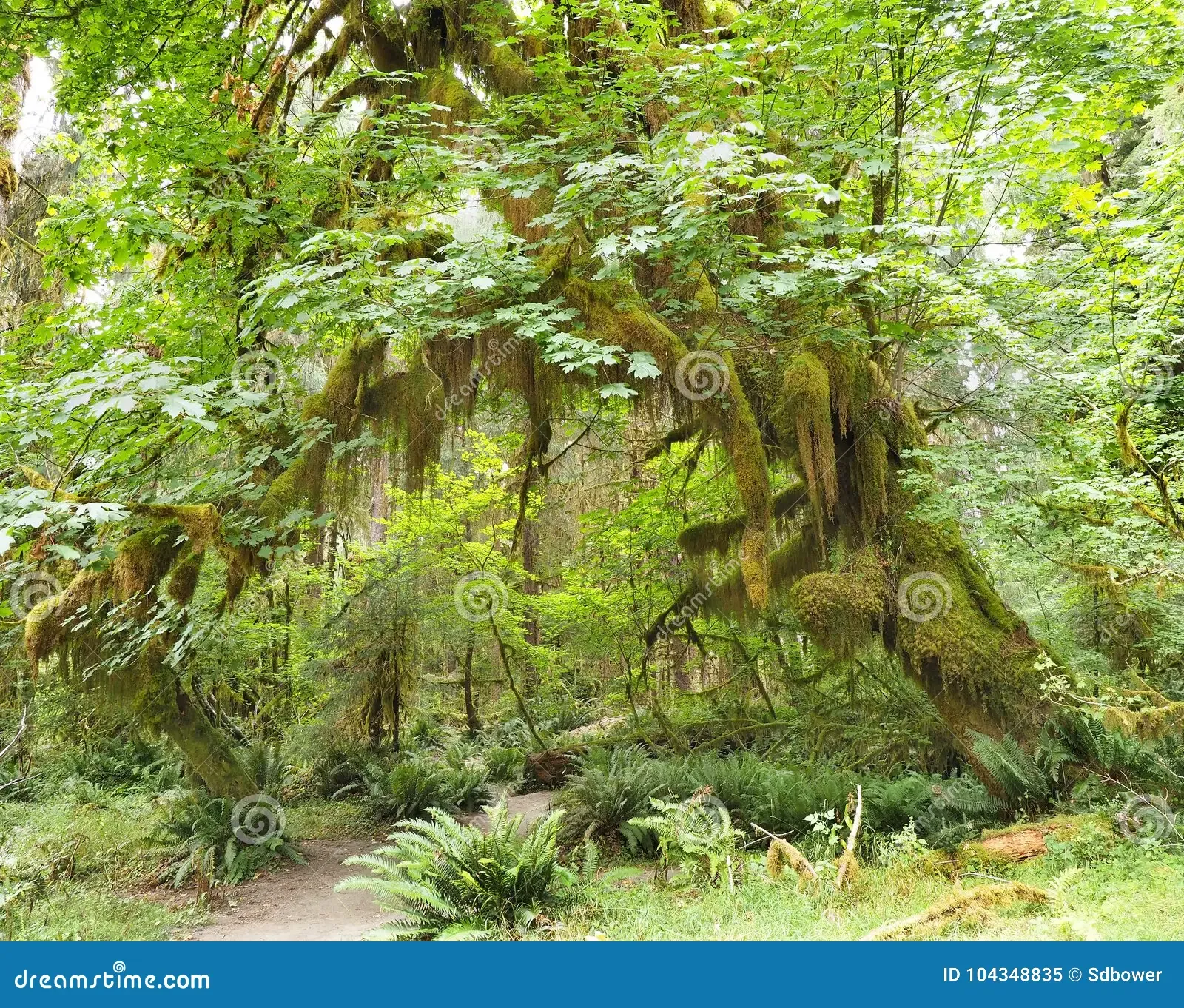 hall-moss-trail-olympic-national-park-moss-covered-big-leaf-maple-tree-hall-moss-trail-olympic-national-park-104348835.jpg