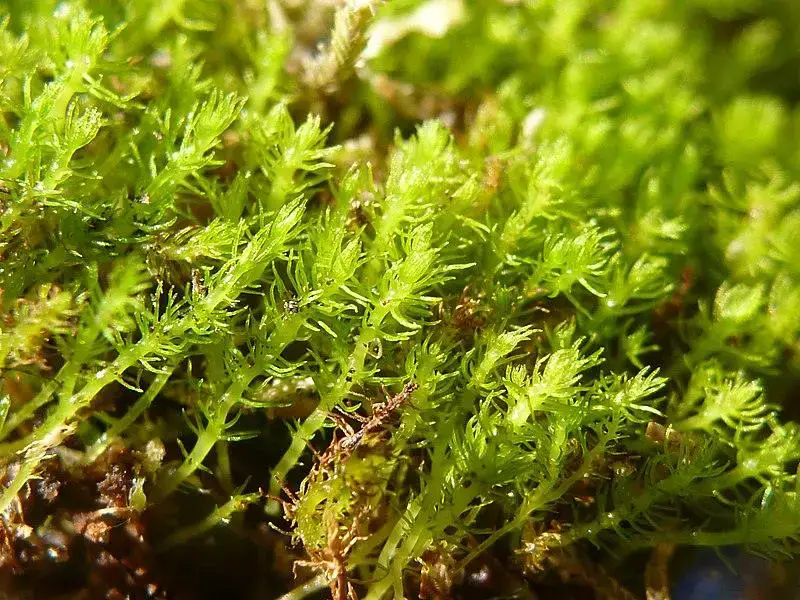 oldest-moss-takakia-in-himalayas-growing-for-390-million-years-risks-extinction-to-climate-breakdown.jpg