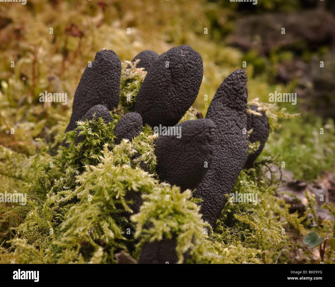 dead-mens-fingers-xylaria-polymorpha-growing-on-a-moss-covered-tree-BKE9YG.jpg