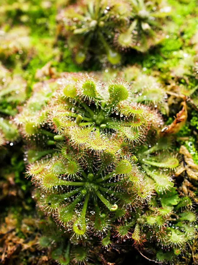 closeup-spoon-leaved-sundew-plant-drosera-spatulta-capensis-fraser-island-spatula-carnivorous-272328534.jpg