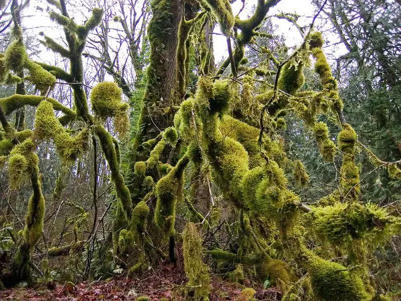 dense_moss_large.jpg