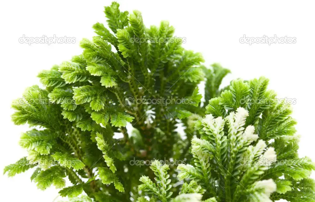 depositphotos_40267275-stock-photo-selaginella-florist-tropical-moss.jpg