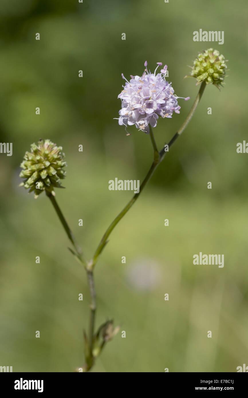 devils-bit-scabious-succisa-inflexa-E7BC1J.jpg