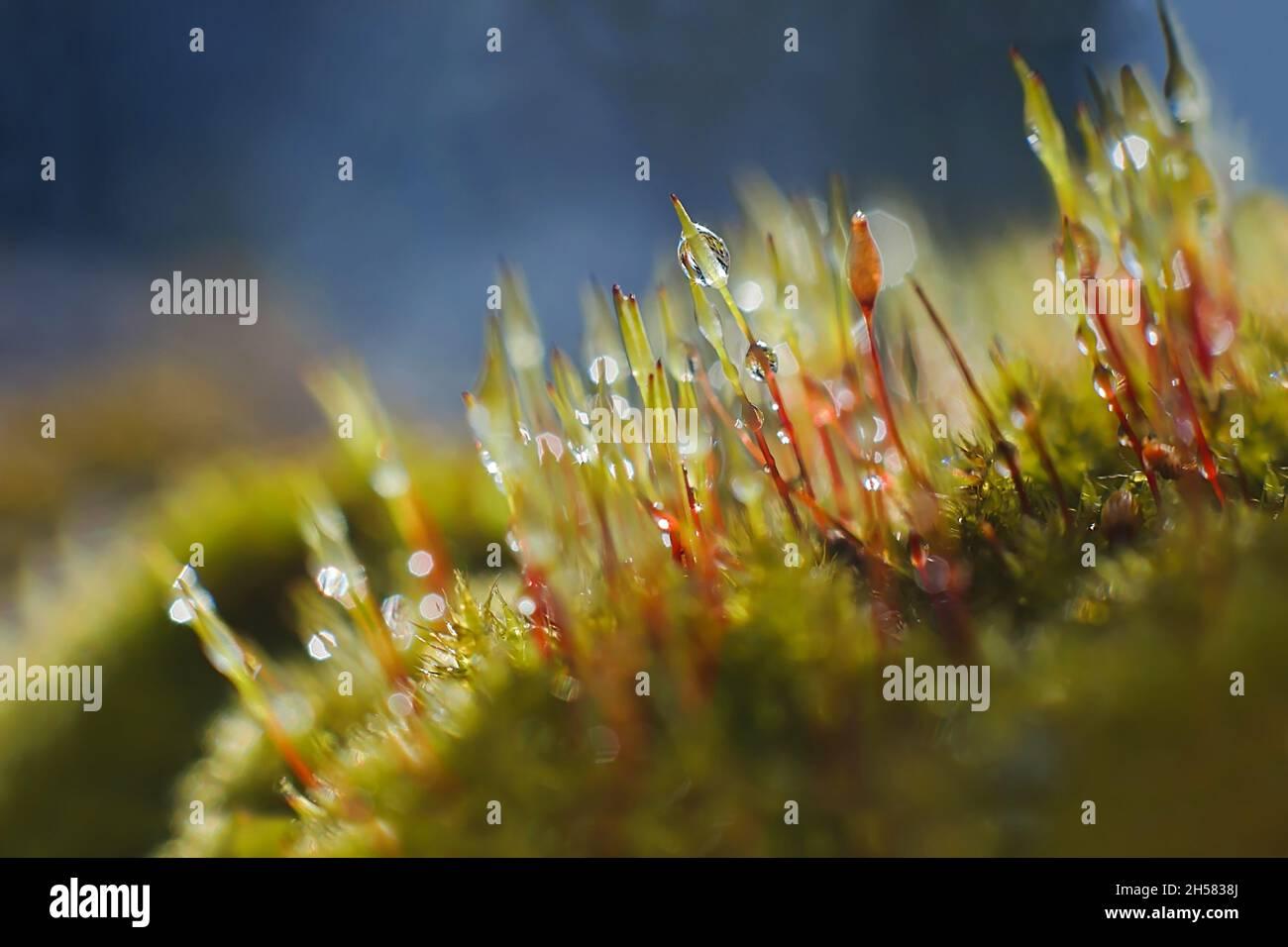 macro-shot-of-bryum-moss-pohlia-nutans-on-dark-blue-background-rain-drops-on-moss-2H5838J.jpg