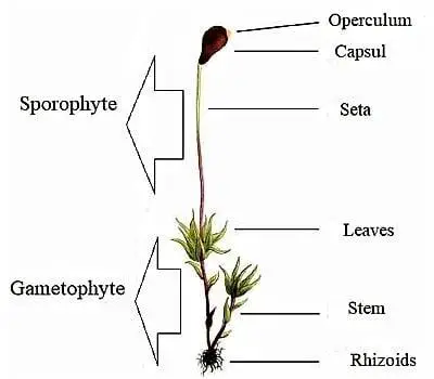 diagram-of-Sporophyte-of-Moss-1.jpg