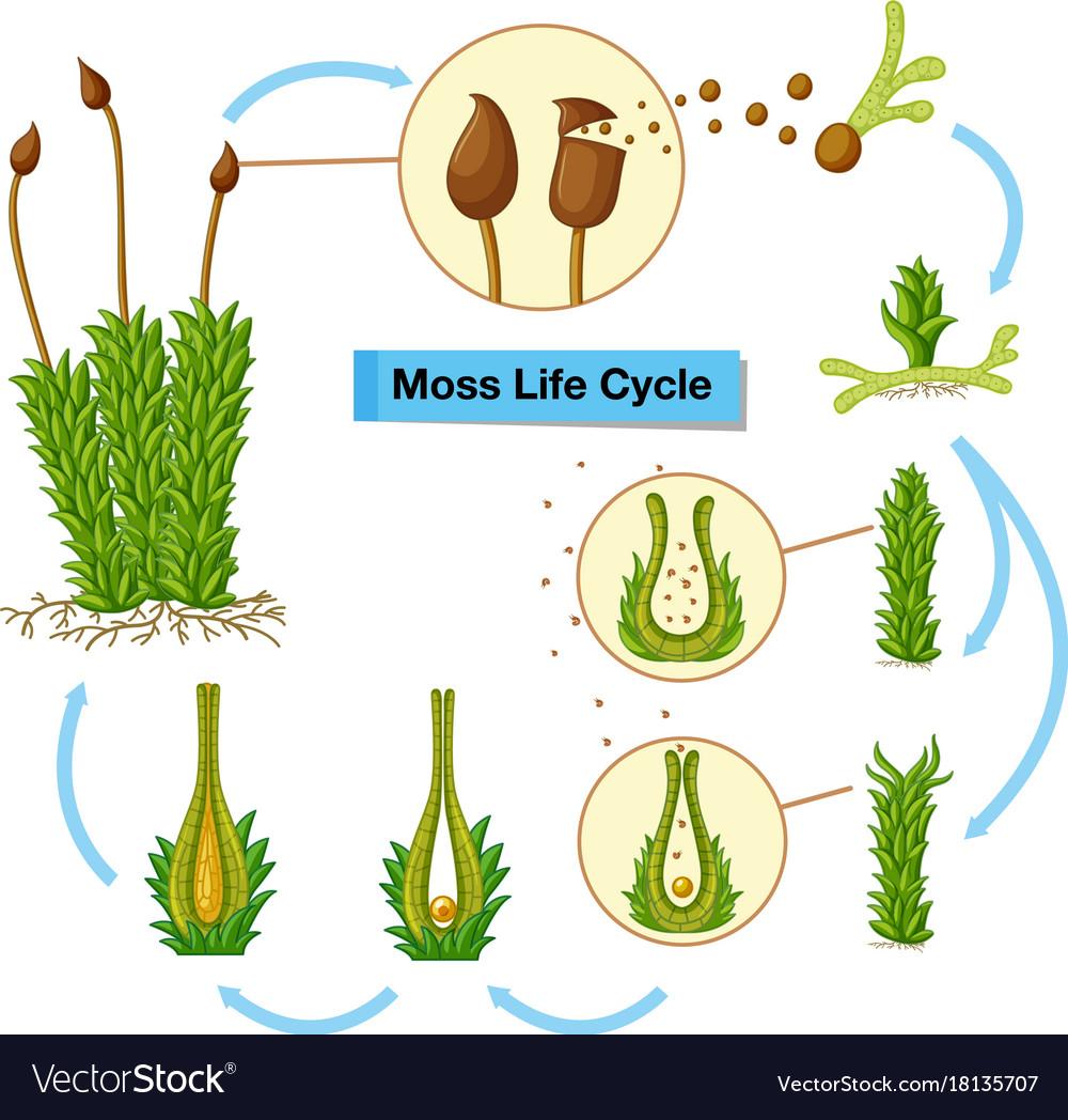 diagram-showing-moss-life-cycle-vector-18135707.jpg