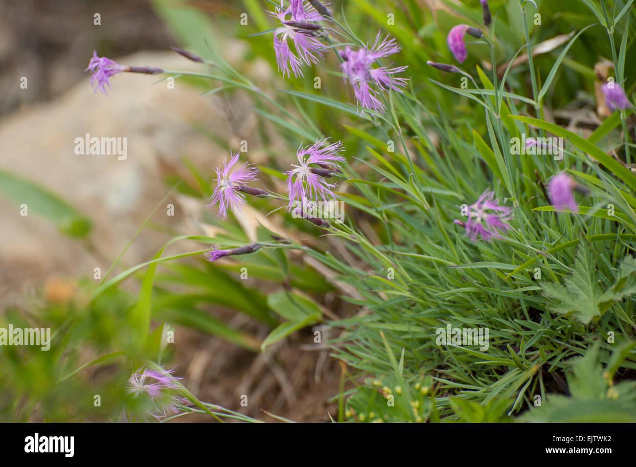 dianthus-superbus-var-speciosus-known-in-japanese-as-takanenadeshiko-EJTWK2.jpg