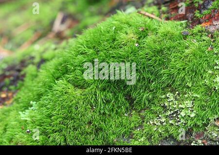 dicranum-montanum-commonly-known-as-mountain-fork-moss-2fkn5be.jpg