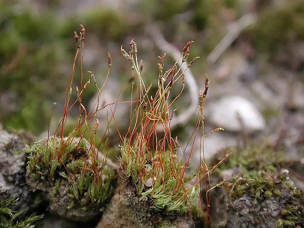 ditrichum-moss--ditrichum-pusillum.jpg