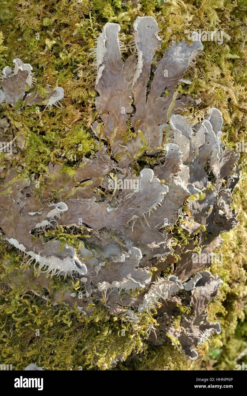 dog-lichen-peltigera-membranacea-growing-on-a-moss-covered-tree-trunk-HHNPNP.jpg