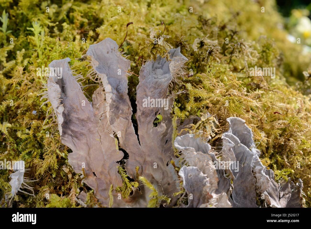 dog-lichen-peltigera-membranacea-growing-on-a-moss-covered-tree-trunk-J52G17.jpg