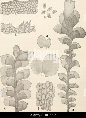 dr-l-rabenhorst-der-kryptogamen-flora-von-t0d56p.jpg