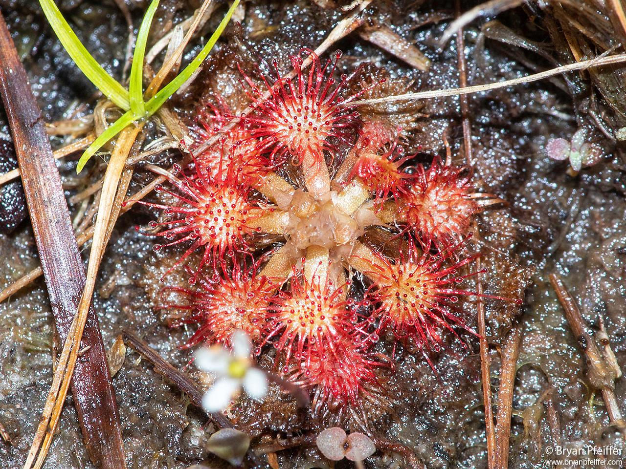 drosera-capillaris-ms-10feb2020-1280x960.jpg